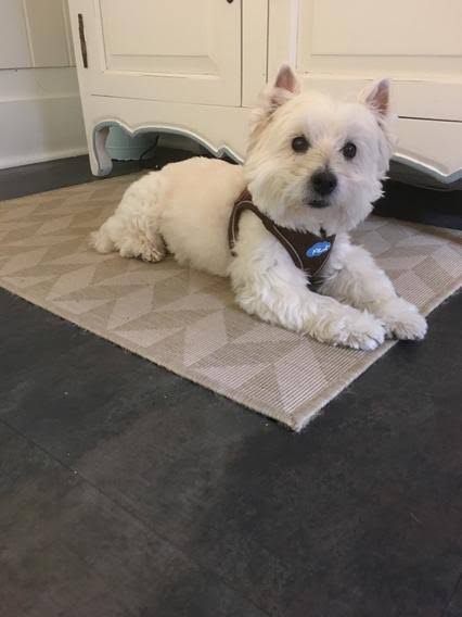 Toffee Air Mesh Harness X848079